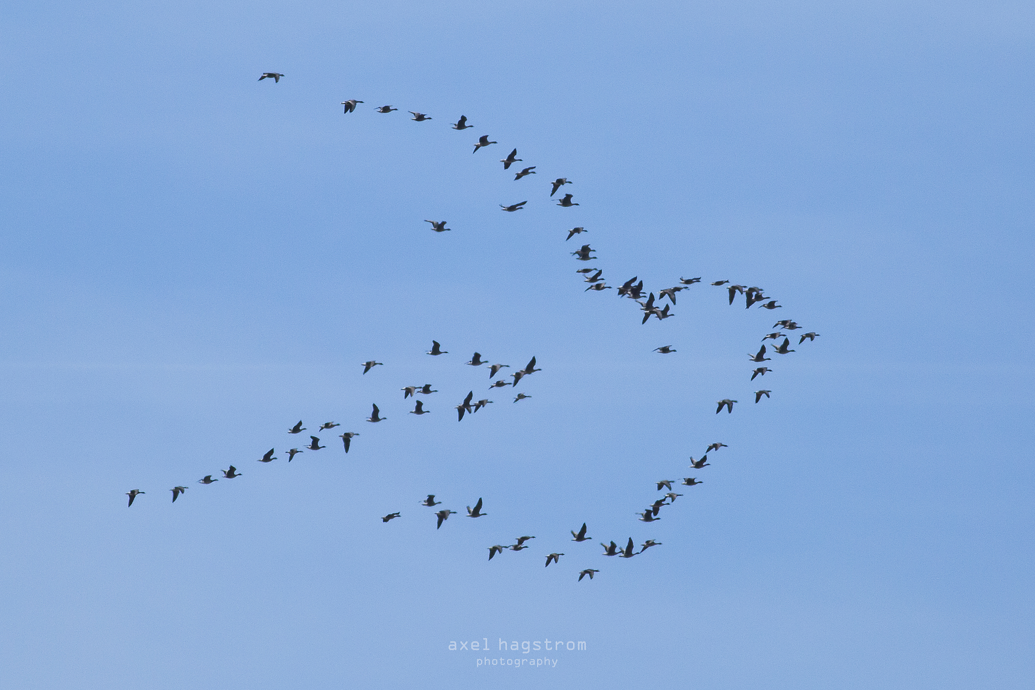 Foto; Axel Hagström, Lysekil