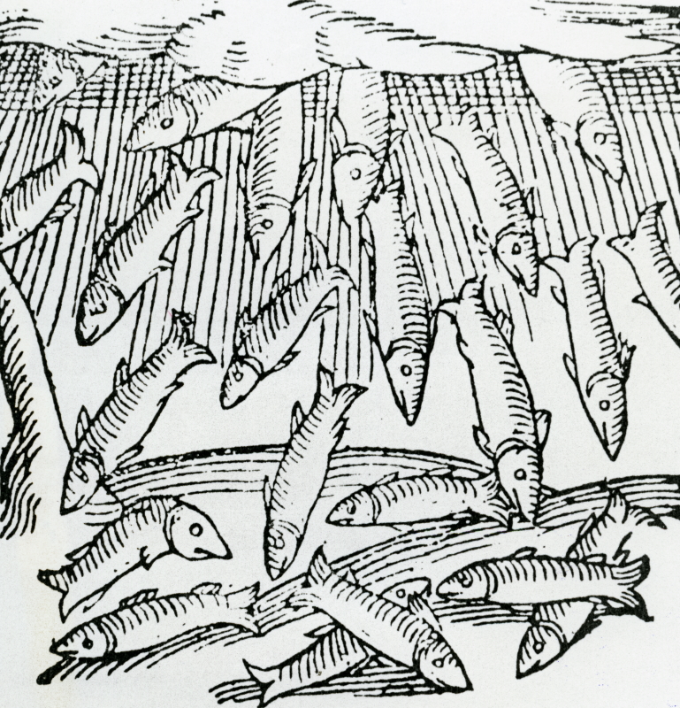 Fortfish